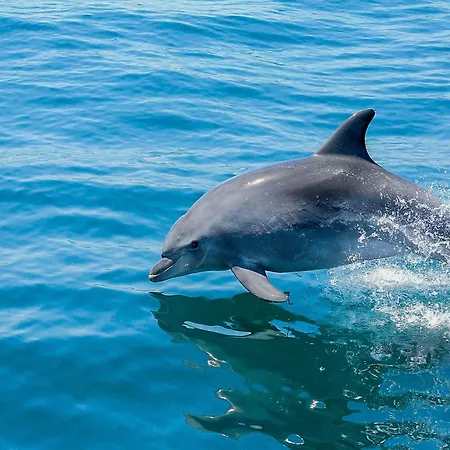 Ocean Breeze Rooms, Gæstehus